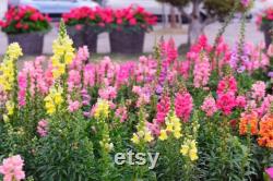 Snapdragon, Appleblossom, 50 Count Organic Seeds, Heirloom Flower, Multicolored with Gold Undertone Blooms, Cut FlowerandArrangements