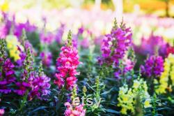 Snapdragon, Appleblossom, 50 Count Organic Seeds, Heirloom Flower, Multicolored with Gold Undertone Blooms, Cut FlowerandArrangements
