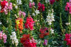 Snapdragon, Appleblossom, 50 Count Organic Seeds, Heirloom Flower, Multicolored with Gold Undertone Blooms, Cut FlowerandArrangements
