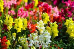 Snapdragon, Appleblossom, 50 Count Organic Seeds, Heirloom Flower, Multicolored with Gold Undertone Blooms, Cut FlowerandArrangements