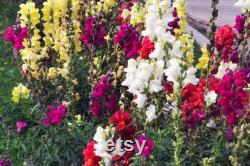 Snapdragon, Appleblossom, 50 Count Organic Seeds, Heirloom Flower, Multicolored with Gold Undertone Blooms, Cut FlowerandArrangements
