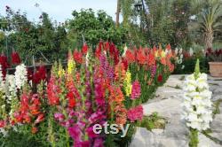 Snapdragon, Appleblossom, 50 Count Organic Seeds, Heirloom Flower, Multicolored with Gold Undertone Blooms, Cut FlowerandArrangements