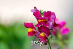 Snapdragon, Appleblossom, 50 Count Organic Seeds, Heirloom Flower, Multicolored with Gold Undertone Blooms, Cut FlowerandArrangements