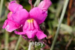 Snapdragon, Appleblossom, 50 Count Organic Seeds, Heirloom Flower, Multicolored with Gold Undertone Blooms, Cut FlowerandArrangements