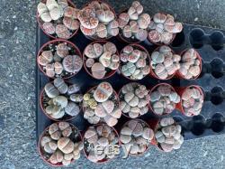 Special Listing Lithops ALL 15