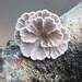 Splitgill Mushroom (schizophyllum Commune) Liquid Culture