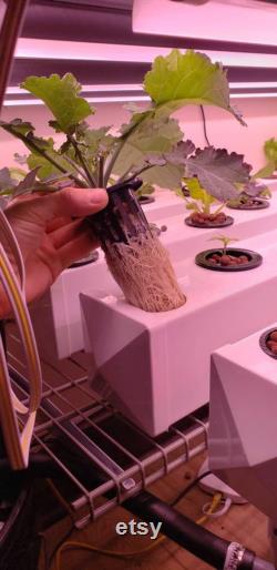 Square hydroponic 4' NFT system