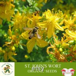 St. John's Wort Organic Seeds, 30 Count St. John's Wort Seed, St. John's Wort Seeds for Pot and Garden, Non-GMO Heirloom,Open Pollination