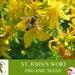 St. John's Wort Organic Seeds, 30 Count St. John's Wort Seed, St. John's Wort Seeds For Pot And Garden, Non-gmo Heirloom,open Pollination