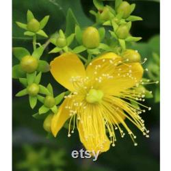 St. John's Wort Organic Seeds, 30 Count St. John's Wort Seed, St. John's Wort Seeds for Pot and Garden, Non-GMO Heirloom,Open Pollination