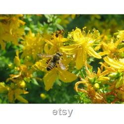 St. John's Wort Organic Seeds, 30 Count St. John's Wort Seed, St. John's Wort Seeds for Pot and Garden, Non-GMO Heirloom,Open Pollination