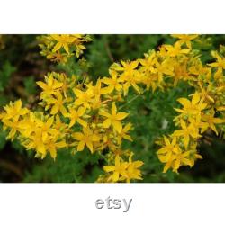St. John's Wort Organic Seeds, 30 Count St. John's Wort Seed, St. John's Wort Seeds for Pot and Garden, Non-GMO Heirloom,Open Pollination