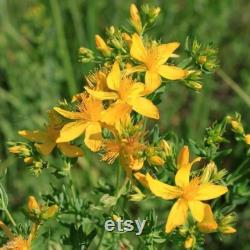 St. John's Wort Organic Seeds, 30 Count St. John's Wort Seed, St. John's Wort Seeds for Pot and Garden, Non-GMO Heirloom,Open Pollination