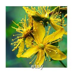 St. John's Wort Organic Seeds, 30 Count St. John's Wort Seed, St. John's Wort Seeds for Pot and Garden, Non-GMO Heirloom,Open Pollination
