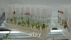 Starter Tissue Culture Kit 108 Tube. Microclone