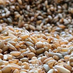 Sterilized Grain Spawn Bag, Rye Berry Substrate Grow Bag for Mushroom Cultivation with Injection Port, 2 lbs.