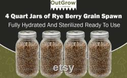 Sterilized Rye Berry Mushroom Substrate Jars 4 Pack Grain Spawn Jars Out-Grow