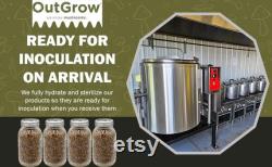 Sterilized Rye Berry Mushroom Substrate Jars 4 Pack Grain Spawn Jars Out-Grow