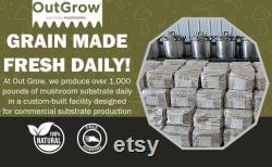 Sterilized Rye Berry Mushroom Substrate Jars 4 Pack Grain Spawn Jars Out-Grow