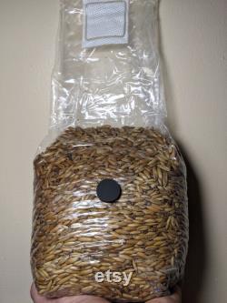 Sterilized Whole Oat Grain Spawn Bags 10 Pack 10x3lb Whole Oat Bags