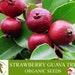 Strawberry Guava Tree Organic Seeds, 3 Count Strawberry Guava Tree Seed, Strawberry Guava Plant For Garden And Pot, Non-gmo Heirloom