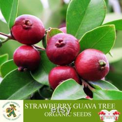 Strawberry Guava Tree Organic Seeds, 3 Count Strawberry Guava Tree Seed, Strawberry Guava Plant for Garden and Pot, Non-GMO Heirloom