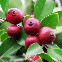 Strawberry Guava Tree Organic Seeds, 3 Count Strawberry Guava Tree Seed, Strawberry Guava Plant for Garden and Pot, Non-GMO Heirloom