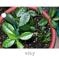 Strawberry Guava Tree Organic Seeds, 3 Count Strawberry Guava Tree Seed, Strawberry Guava Plant for Garden and Pot, Non-GMO Heirloom