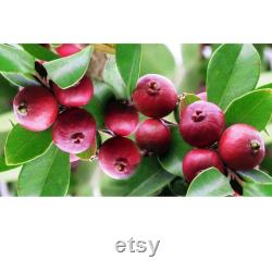 Strawberry Guava Tree Organic Seeds, 3 Count Strawberry Guava Tree Seed, Strawberry Guava Plant for Garden and Pot, Non-GMO Heirloom