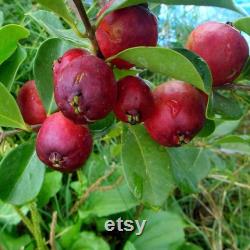 Strawberry Guava Tree Organic Seeds, 3 Count Strawberry Guava Tree Seed, Strawberry Guava Plant for Garden and Pot, Non-GMO Heirloom