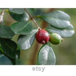 Strawberry Guava Tree Organic Seeds, 3 Count Strawberry Guava Tree Seed, Strawberry Guava Plant for Garden and Pot, Non-GMO Heirloom