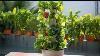 Stunning Hydroponics Vegetable Garden Design Ideas Best Hydroponic Urban Farming For Small Space