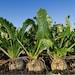 Sugar Beet Organic Seeds, 50 Count Sugar Beet Seeds, Home Gardening, High Germination, For Garden And Pot, Non-gmo Heirloom