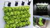 Super Fast Vegetable Growing High Yielding Wall Mounted Lettuce Growing