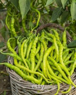 Sweet Yellow Fine Pepper Organic Seeds, 100 Count Sweet Yellow Fine Pepper Seed, Pepper Plant Seeds for Garden and Pot, Non-GMO Heirloom