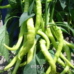 Sweet Yellow Fine Pepper Organic Seeds, 100 Count Sweet Yellow Fine Pepper Seed, Pepper Plant Seeds for Garden and Pot, Non-GMO Heirloom