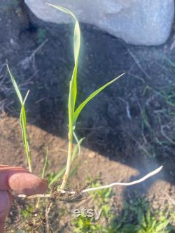 Sweetgrass (Hierochloe odorata) grass has emerged from its winter sleep and is waiting for you to start your own Sweetgrass garden.