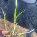 Sweetgrass (hierochloe Odorata) Grass Has Emerged From Its Winter Sleep And Is Waiting For You To Start Your Own Sweetgrass Garden.