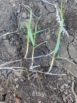 Sweetgrass (Hierochloe odorata) grass has emerged from its winter sleep and is waiting for you to start your own Sweetgrass garden.