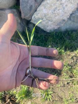 Sweetgrass (Hierochloe odorata) grass has emerged from its winter sleep and is waiting for you to start your own Sweetgrass garden.