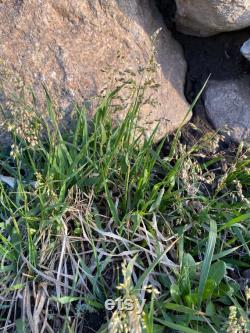 Sweetgrass (Hierochloe odorata) grass has emerged from its winter sleep and is waiting for you to start your own Sweetgrass garden.