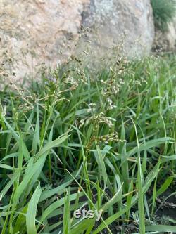 Sweetgrass (Hierochloe odorata) grass has emerged from its winter sleep and is waiting for you to start your own Sweetgrass garden.