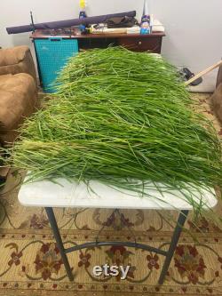 Sweetgrass (Hierochloe odorata) grass has emerged from its winter sleep and is waiting for you to start your own Sweetgrass garden.
