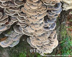 TURKEY TAIL Dried Mushroom Trametes Versicolor Organic Wild Harvested Hand Picked 1 pound 454 gram