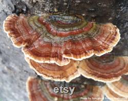 TURKEY TAIL Dried Mushroom Trametes Versicolor Organic Wild Harvested Hand Picked 1 pound 454 gram