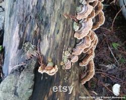 TURKEY TAIL Dried Mushroom Trametes Versicolor Organic Wild Harvested Hand Picked 1 pound 454 gram
