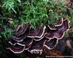 TURKEY TAIL Dried Mushroom Trametes Versicolor Organic Wild Harvested Hand Picked 1 pound 454 gram