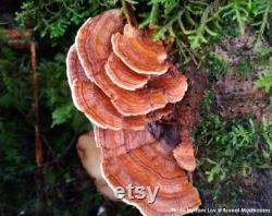 TURKEY TAIL Dried Mushroom Trametes Versicolor Organic Wild Harvested Hand Picked 1 pound 454 gram