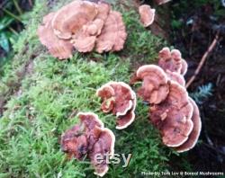 TURKEY TAIL Dried Mushroom Trametes Versicolor Organic Wild Harvested Hand Picked 1 pound 454 gram