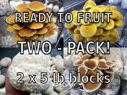 TWO Blocks Your Choice Mushroom Kit Multi-Pack Inoculated and Ready to Fruit